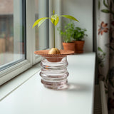 GROW YOUR OWN AVOCADO TERRECOTTA