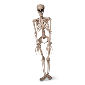 Halloween Dekorasyonu Beyaz İskelet 85 cm