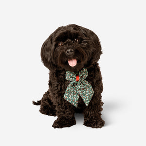 Köpek Papyonu
