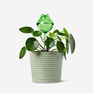 SELF WATERING GLASS TUBE AS FROG