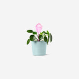 SELF WATER CACTUS