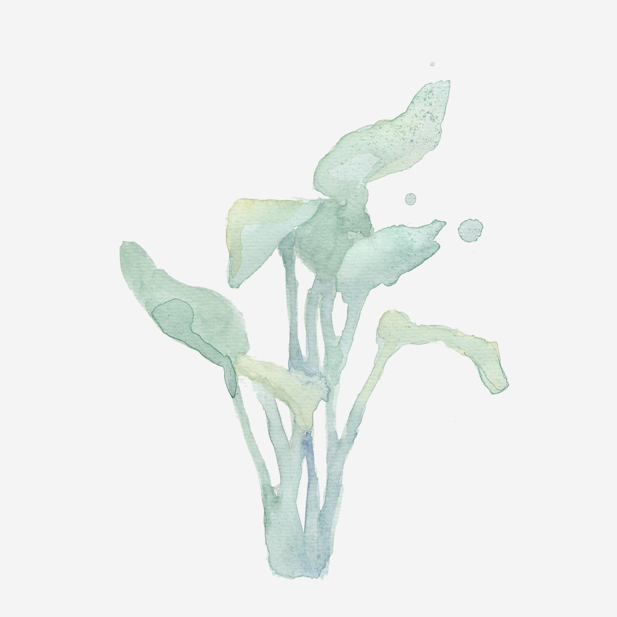 WATERCOLOURING BOOK BOTANCALS