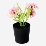 Decorative plant with pink flowers - 15 cm