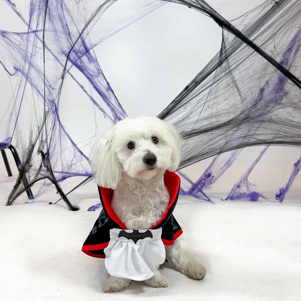 PET DRESS UP DRACULA