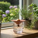 GROW YOUR OWN AVOCADO TERRECOTTA