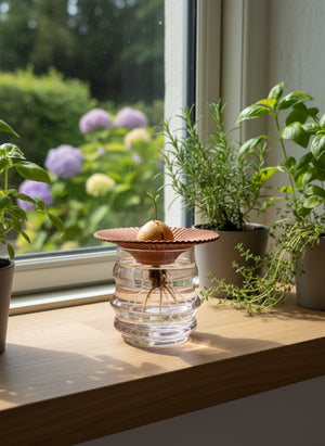 Avokado Yetiştirme Tabağı